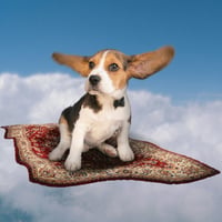 $rugdog logo