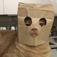 Cat in Bags