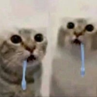 Drooling cat