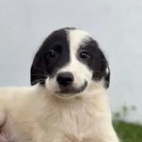Smirk Dog