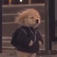 Dog In Pain