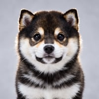 Black Shiba