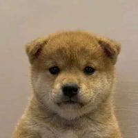 Just Wuf