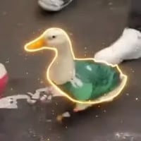 The Patriotic Duck