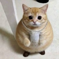 Fat Cat