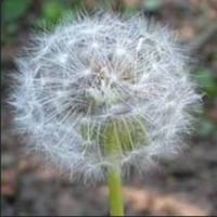 Taraxacum