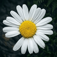 Daisy