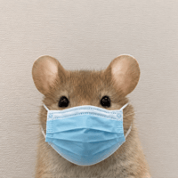 ratwifmask