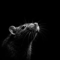 The Rat
