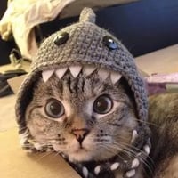 Nala the Cat