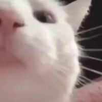 VibeCat
