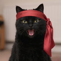 Black Kitten Crew