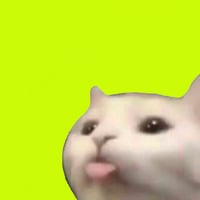 bleh cat