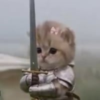 骑士小猫