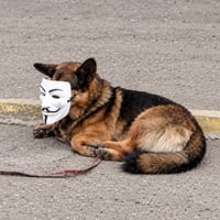 Monero Dog