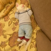 Just A Chill Cat