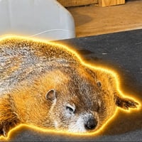 The Groundhog