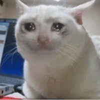Crying Cat