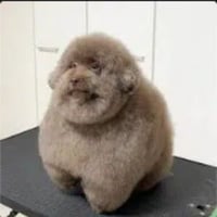 Scoobert