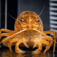 SHELLDON