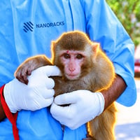 Space Monkey