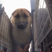 DOGZILLA logo