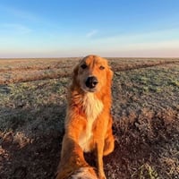The Selfie Dog