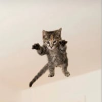 Flying Kitty Cat logo