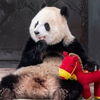 渝爱和她的小红马