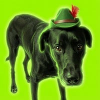 Robinhood the Dog