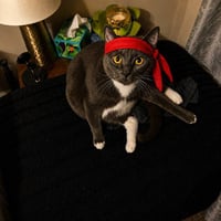 The Roaring Kitty