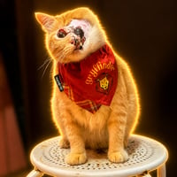 Mymo The Cat