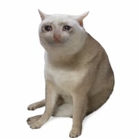 CASH CAT
