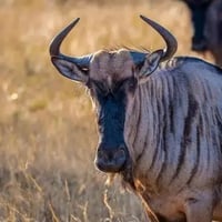 wildebeest