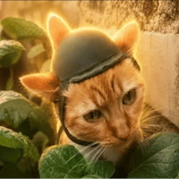 trenchcat