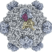 Phage Evo