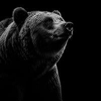 The Bear logo