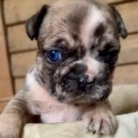 Ash the Frenchie