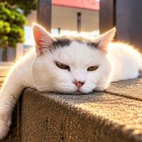 たま