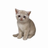 Cash Kitty