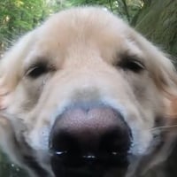 ハル
