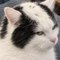baldcat