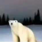 BEAR logo
