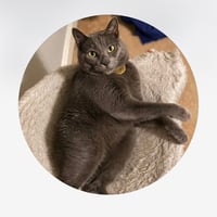 Kermit the cat