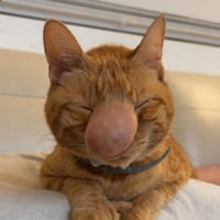 Cryptococcosis Cat