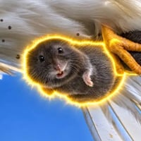 The Cooked Vole