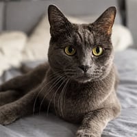 Moritz The Grok Cat