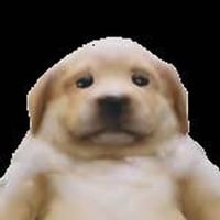 SADDOG