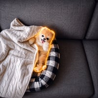 Boo the Pomeranian