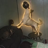 Bonk